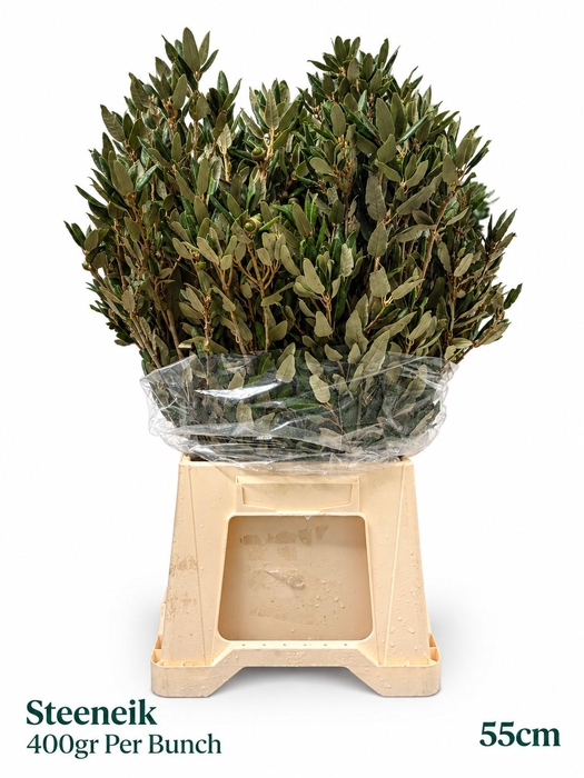 <h4>DECOGROEN OV BS</h4>