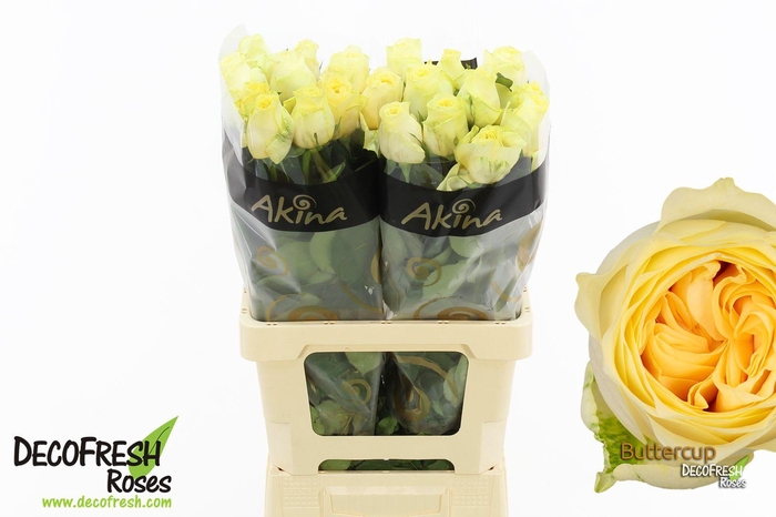 <h4>R Gr Buttercup</h4>