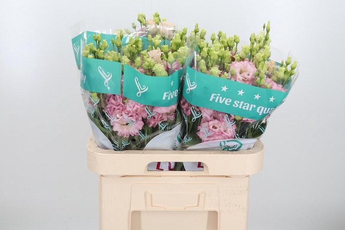 <h4>Eus G Chac Wed Pink</h4>