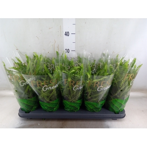 Nephrolepis cord. 'Duffii'