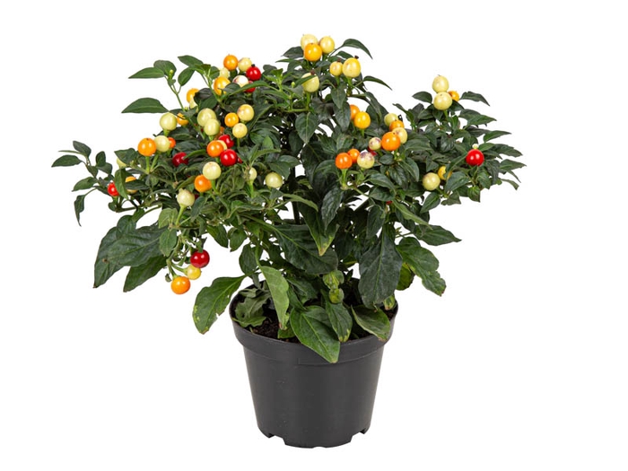 <h4>PIMENTA BODE P14</h4>