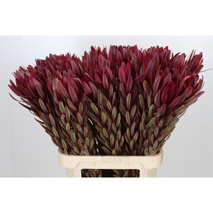 Leucadendron Jester