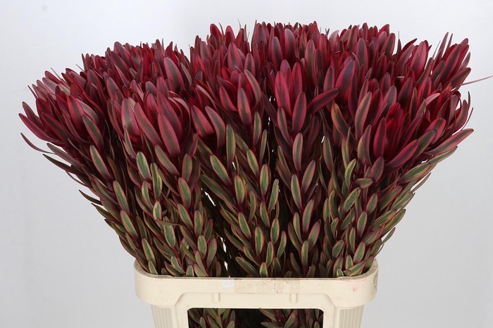 <h4>Leucadendron Jester</h4>