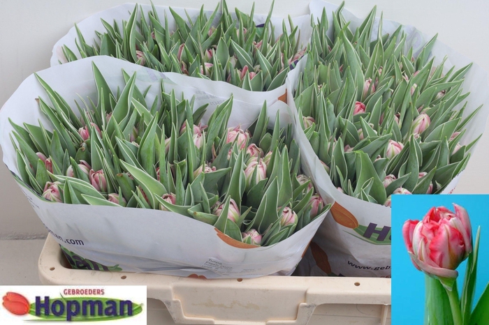 <h4>TU DU FLASH POINT</h4>