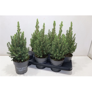 Picea Gl Perfecta