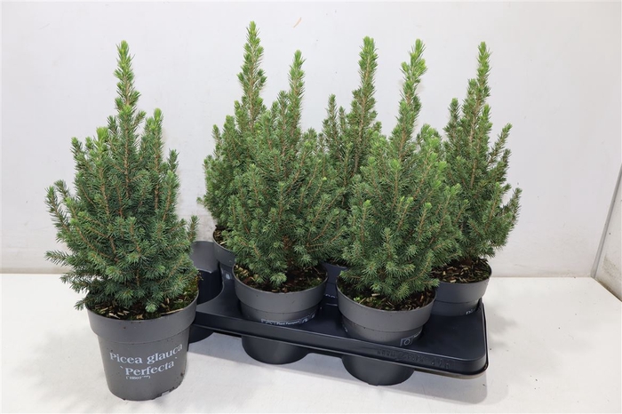 <h4>Picea Gl Perfecta</h4>