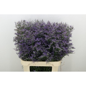 Lim Saf Classic Blue