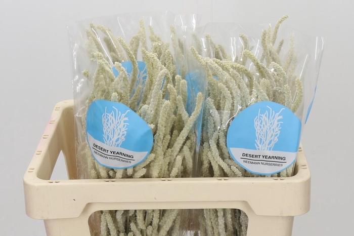 <h4>Amaranthus Yearming Desert</h4>