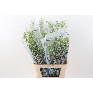 Delph Du Mag F Laven