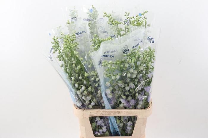 <h4>Delph Du Mag F Laven</h4>