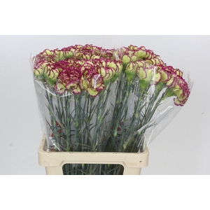 Dianthus St Terrie
