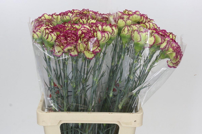 <h4>Dianthus St Terrie</h4>