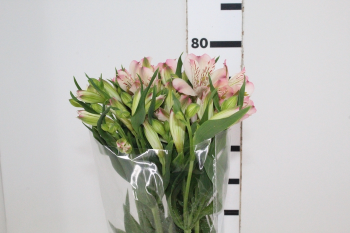 <h4>ALSTROEMERIA PAPILLON 080 CM ROSA</h4>