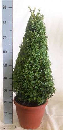 <h4>Buxus sempervirens overig</h4>