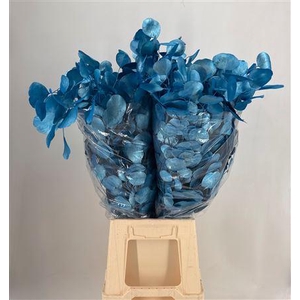 Euca Col Pop Med Blue Metal