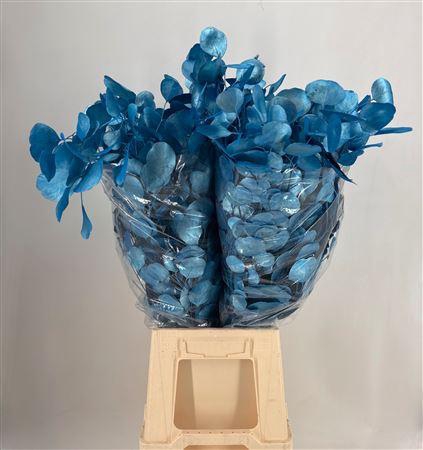 <h4>Euca Col Pop Med Blue Metal</h4>