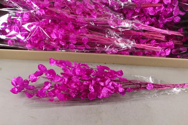 <h4>Df Lunaria Bs Shiny Fuchsia</h4>