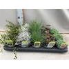 Vaste Plant Gem 5 So