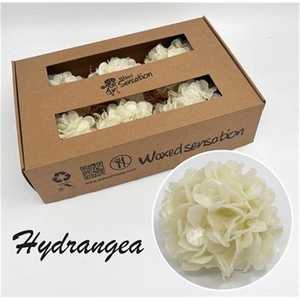 Zijde Hydr Wx Wit