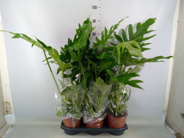 <h4>Philodendron   ...</h4>