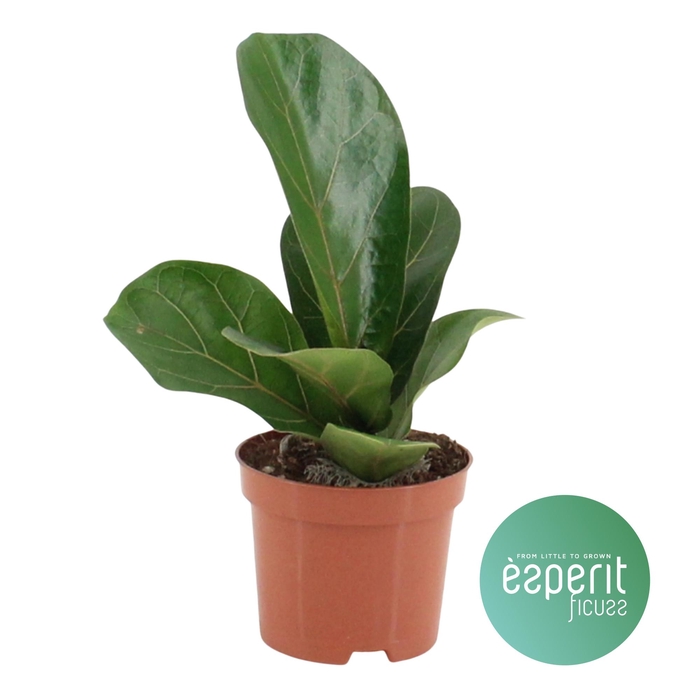 <h4>Ficus lyrata Bambino</h4>