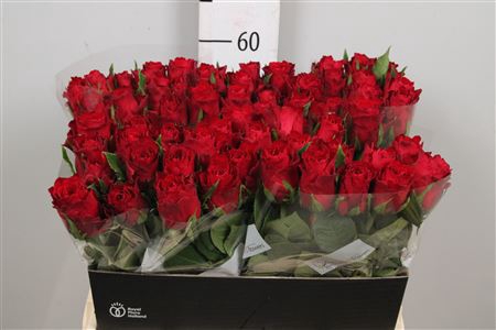 <h4>R Gr Madam Red</h4>
