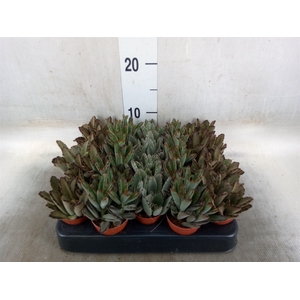 Kalanchoe NF   ...