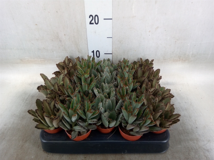 <h4>Kalanchoe NF   ...</h4>