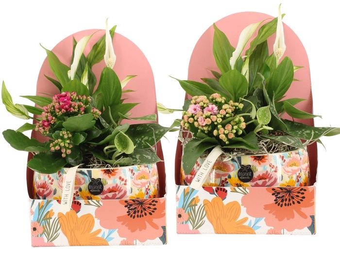 <h4>21828: Lovess arrangement</h4>