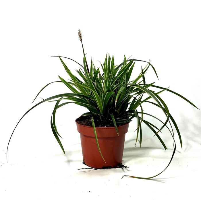 Carex morrowii Ice Dance