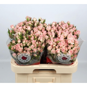 R TR FLEURETTE