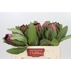 Protea Barbigera Early Mountain Queen