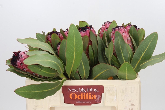 Protea Barbigera Early Mountain Queen