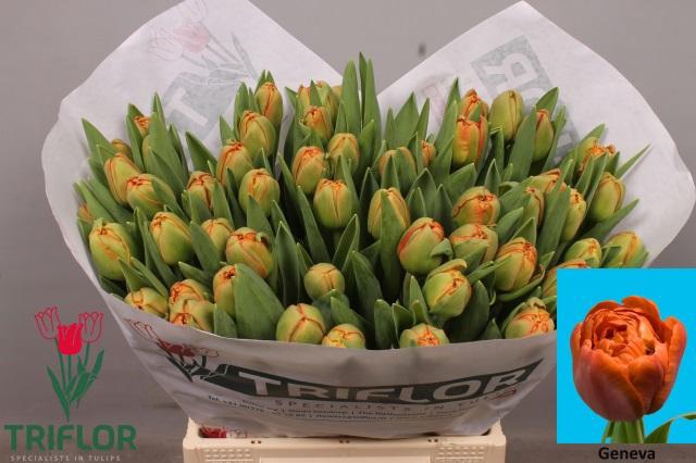 <h4>TU DU GENEVA</h4>