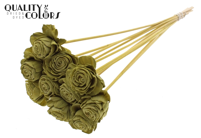 Shola Beauty Rose 6cm on stem Olive