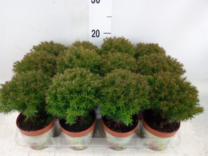 <h4>Thuja occid. 'Teddy'</h4>