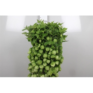Physalis Lampion Tak