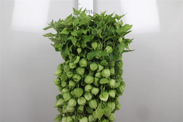 <h4>Physalis Lampion Tak</h4>