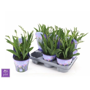 FREESIA OV
