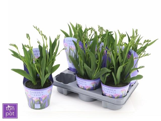<h4>FREESIA OV</h4>