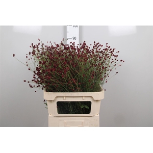 Sang Of Cayenne R Red