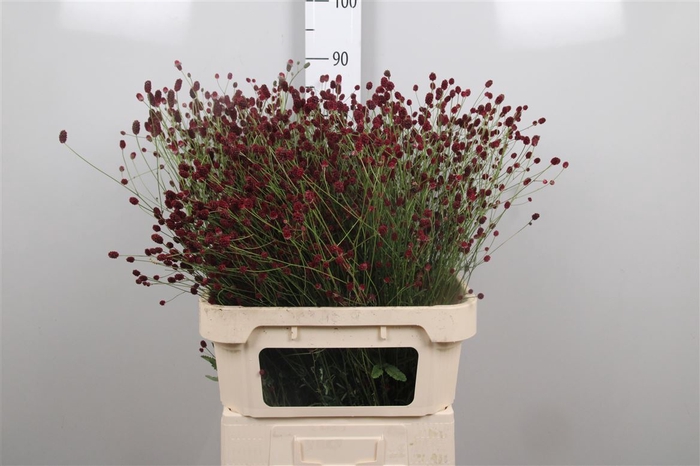 <h4>Sang Of Cayenne R Red</h4>