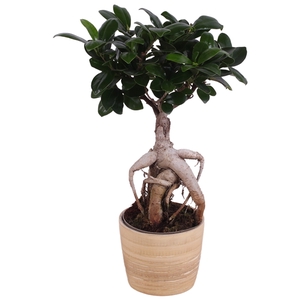 Ficus m. Ginseng Ball Shape Ø09cm in Ø10cm Ceramic NT465