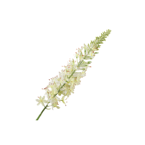 Eremurus White