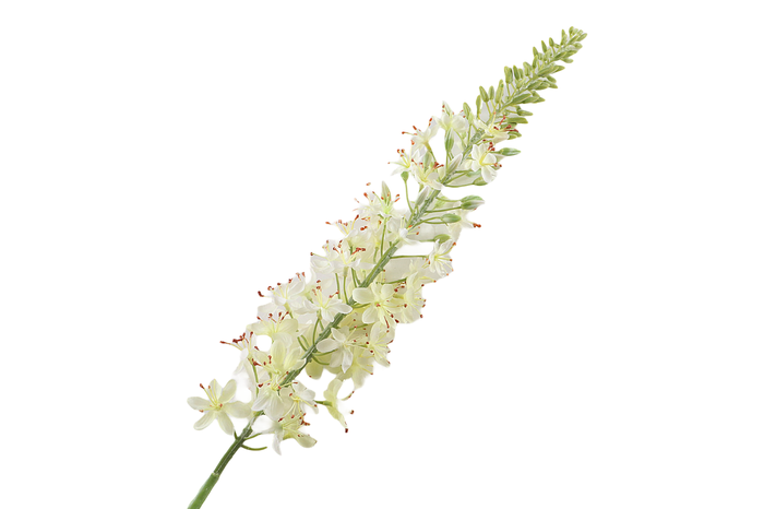 <h4>Eremurus White</h4>