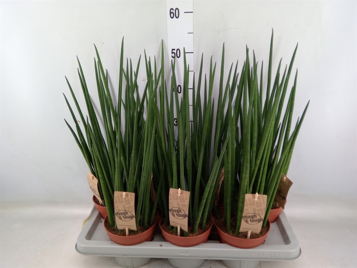 <h4>Sansevieria bacularis</h4>