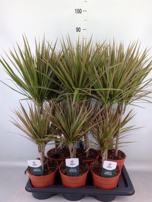 <h4>Dracaena marg. 'Bicolor'</h4>