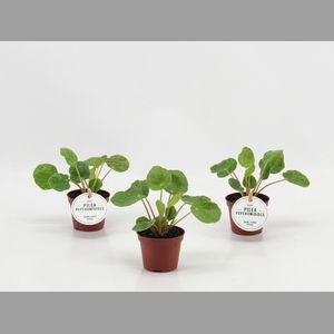 PILEA OV