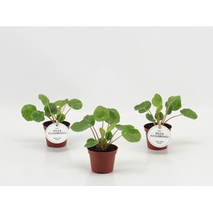 PILEA OV