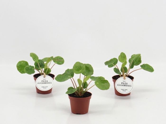 <h4>PILEA OV</h4>